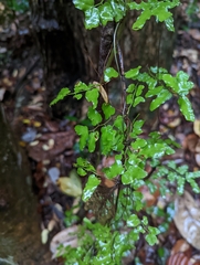 Lygodium microphyllum