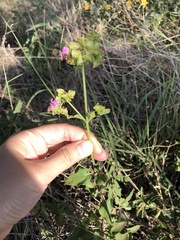 Mirabilis albida