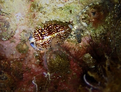 Pseudozonaria arabicula