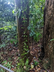 Lygodium microphyllum
