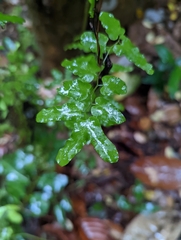 Lygodium microphyllum