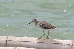 Calidris subminuta