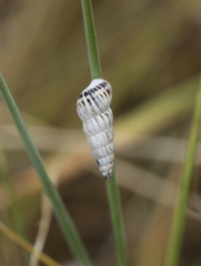 Cochlicella acuta