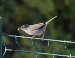 Curruca melanocephala