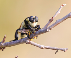 Mallophora bomboides