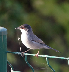 Curruca melanocephala