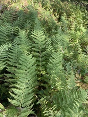 Dennstaedtia