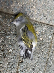 Setophaga pensylvanica