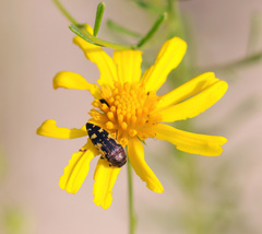 Acmaeodera pulchella