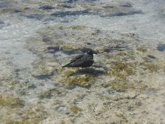 Ichthyaetus leucophthalmus