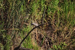 Pycnonotus xanthopygos