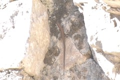 Algyroides nigropunctatus