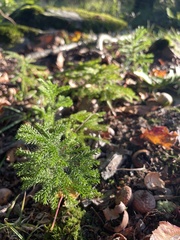 Dendrolycopodium