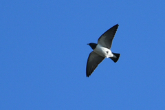 Artamus leucorynchus