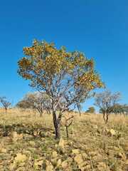 Ochna pulchra
