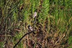 Pycnonotus xanthopygos