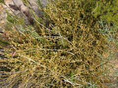 Lacomucinaea lineata