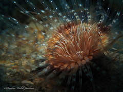Ceriantheopsis americanus