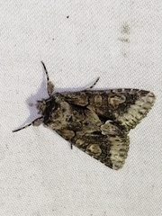 Allophyes oxyacanthae