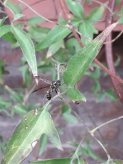 Myrapetra