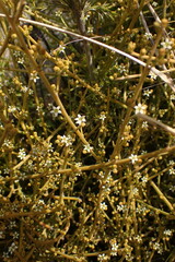 Lacomucinaea lineata