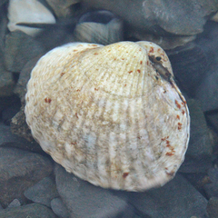 Cardiidae