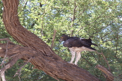 Polemaetus bellicosus