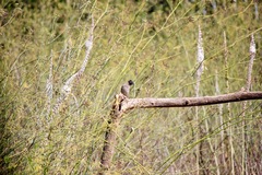 Pycnonotus xanthopygos