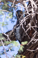 Polemaetus bellicosus