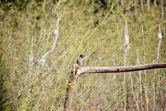 Pycnonotus xanthopygos