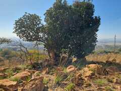 Englerophytum magalismontanum
