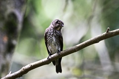 Muscicapa sibirica