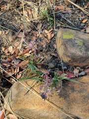 Ledebouria luteola
