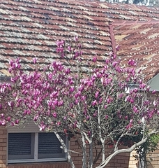 Magnolia liliiflora