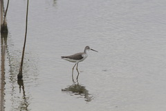 Calidris subminuta