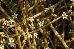 Lacomucinaea lineata