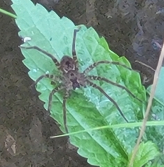 Dolomedes vittatus