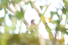 Centropus bengalensis