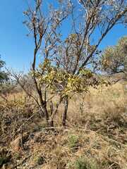 Ochna pulchra