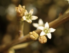 Lacomucinaea lineata