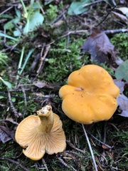Cantharellus enelensis