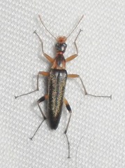 Cephaloon lepturides