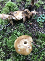 Russula fragrantissima