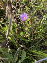 Rhexia nuttallii