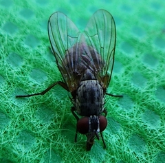 Muscina stabulans