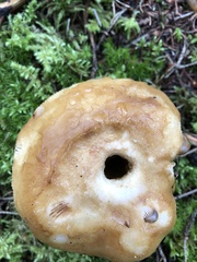 Russula fragrantissima