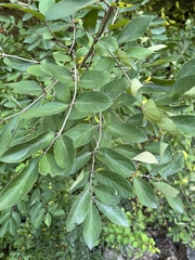 Lonicera morrowii