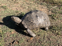 Stigmochelys pardalis