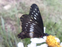 Catasticta flisa flisa