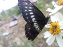 Catasticta flisa flisa